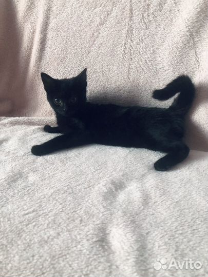 Котенок черный в дар