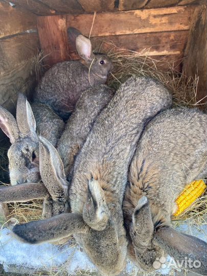 Кролики разных пород