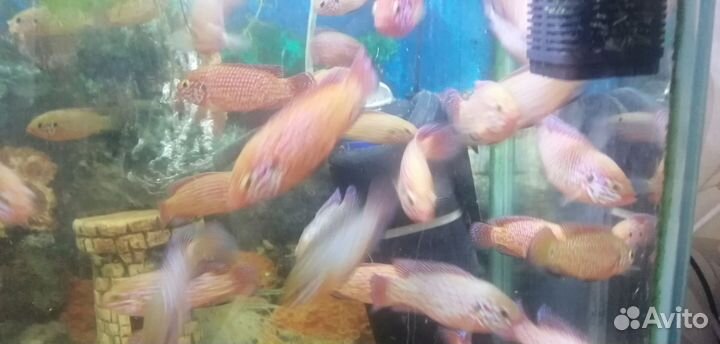 Хромис красавец