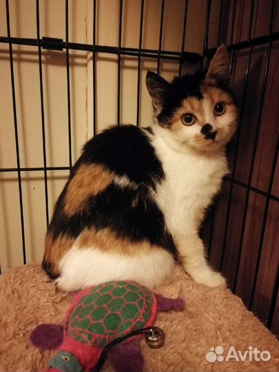 Трехцветная кошечка - к удаче