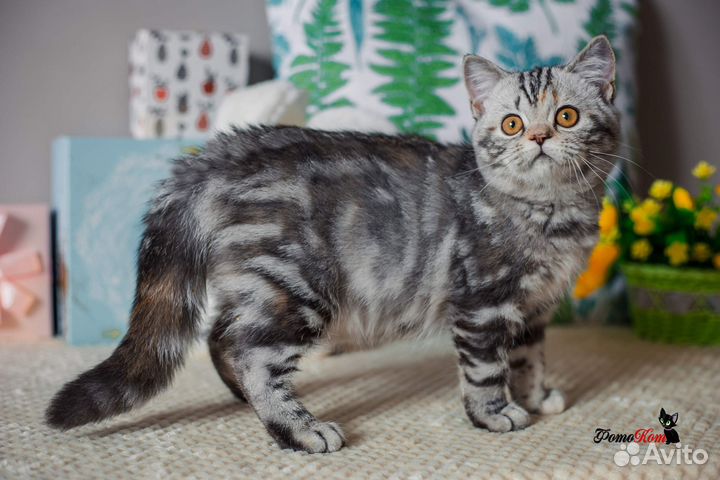 Британская яркая кошечка