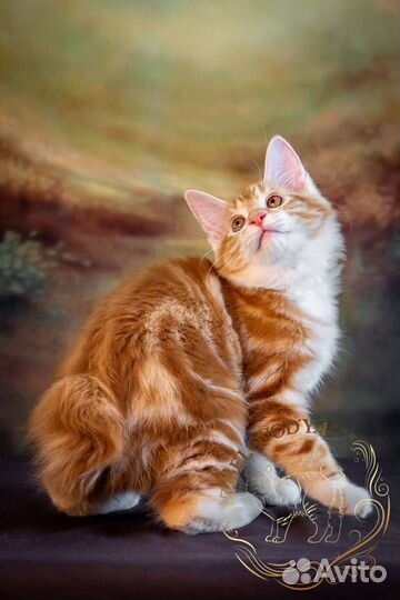 Котенок курильского бобтейла