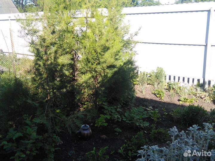 Саженцы туи