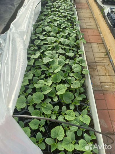 Рассада огурцов