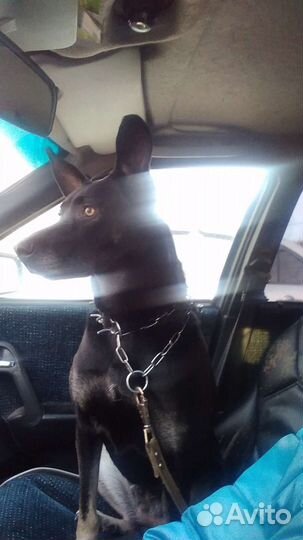 Передержка животных