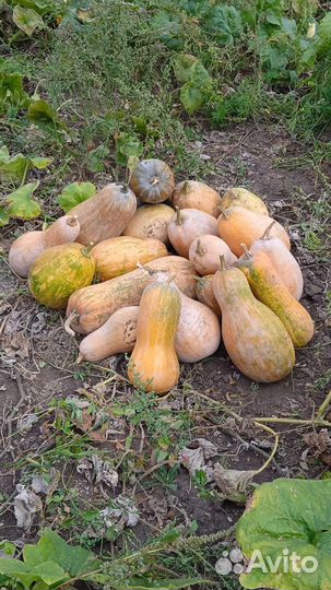 Продаю сладкую тыкву
