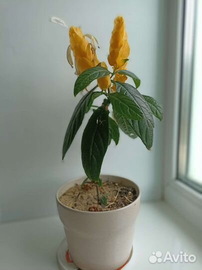 Пахистахис Толстянка Колеос Фиалка