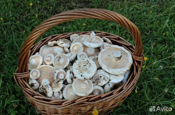 Грузди белые соленые