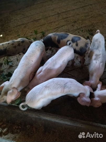 Поросята ландрас дюрок
