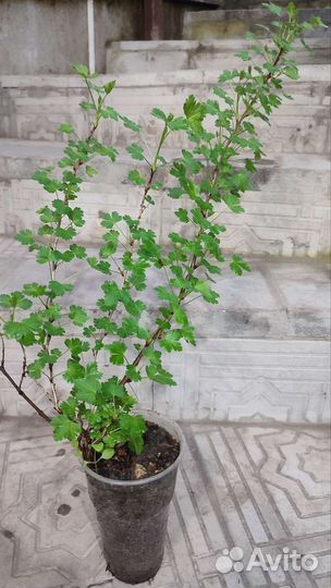 Саженцы Крыжовника