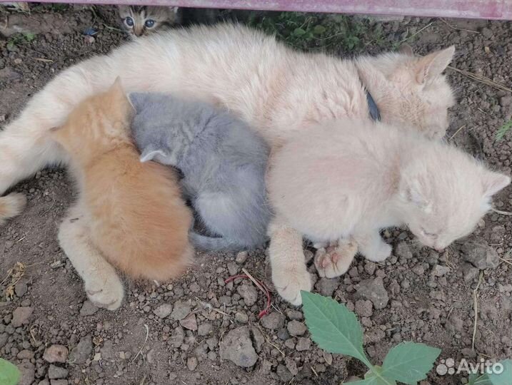 Котята в добрые руки