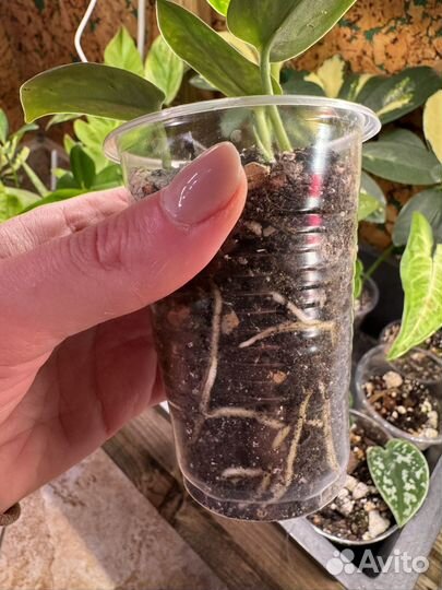 Сциндапсус пиктус