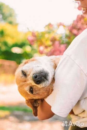 Собака в добрые руки