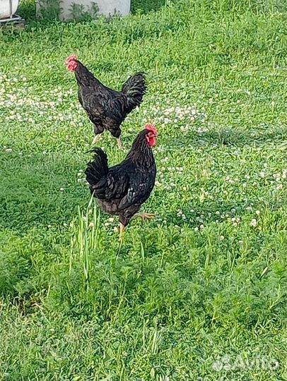 Молодые петухи порода