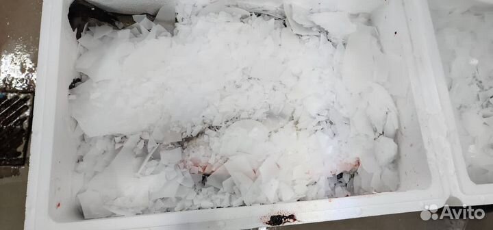 Форель потрошённая