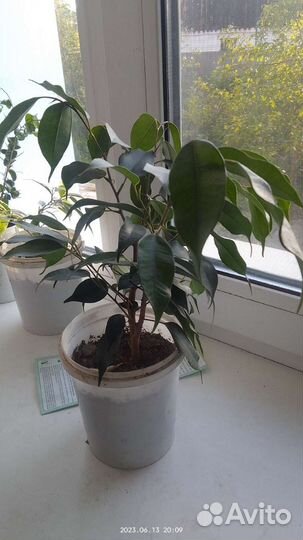 Фикус бенджамина