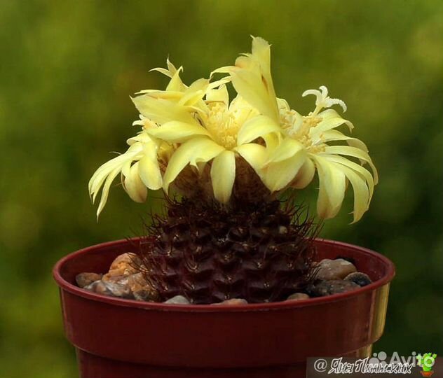 Кактусы из домашней коллекции. Сеянцы, суккуленты