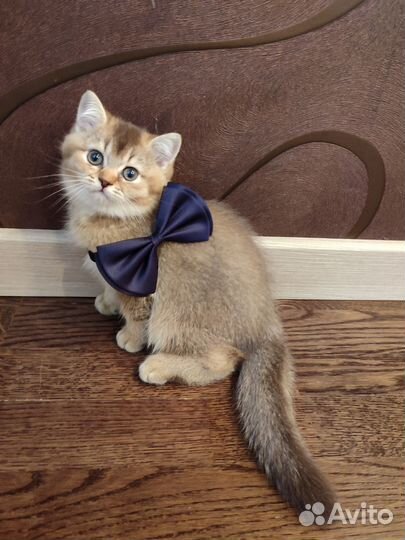 Шотладский котëнок