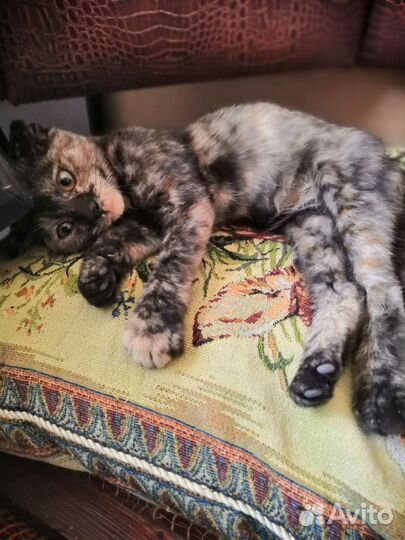 Вислоухая кошечка в добрые руки