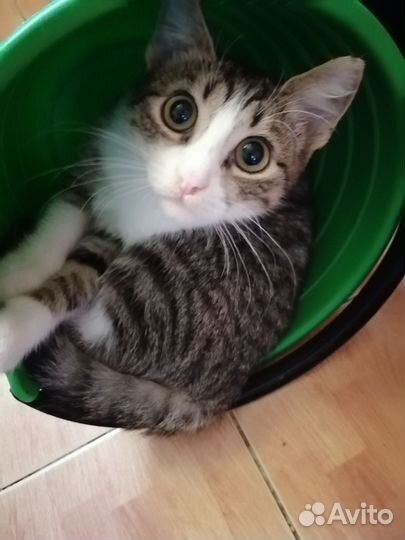 Котенок подросток