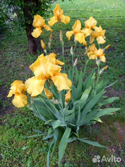 Ирисы жёлтые сортовые