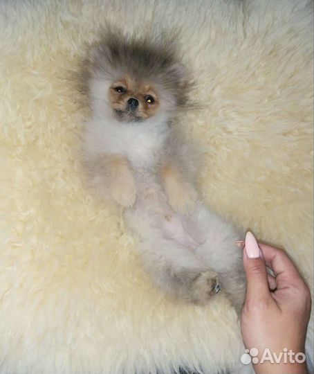 Малина девочка Super Mini Померанский шпиц