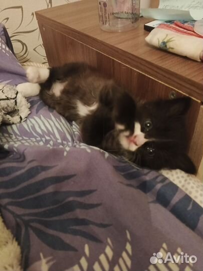 Котята в добрые руки бесплатно