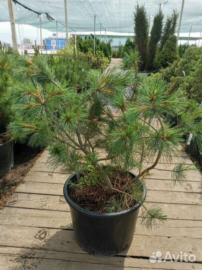 Кедровый стланик (С35)