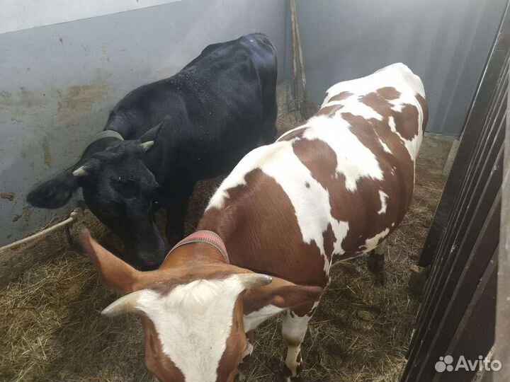 Племенные нетели