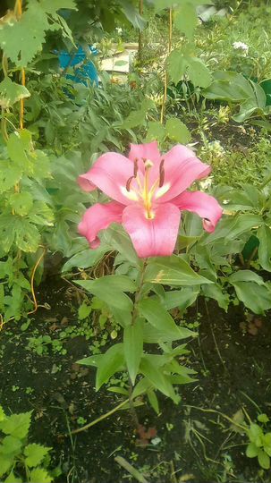 Дом 77 м² на участке 8 сот.