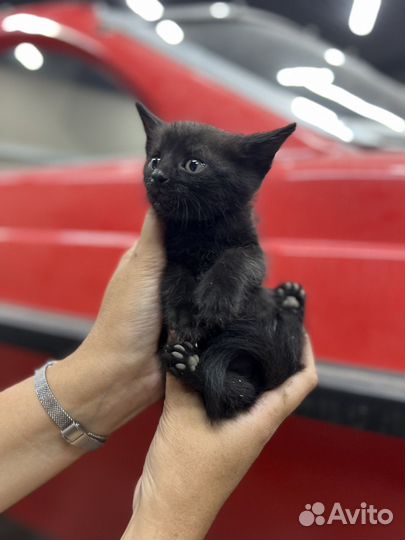 Котята в добрые руки мальчики