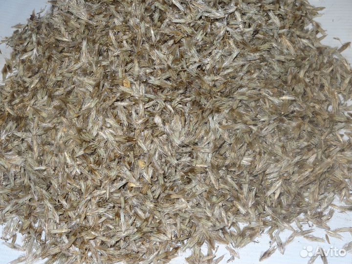 Мордовник шароголовый семена