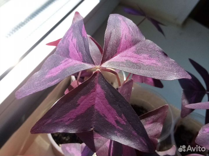 Кислица Оксалис (Oxalis )