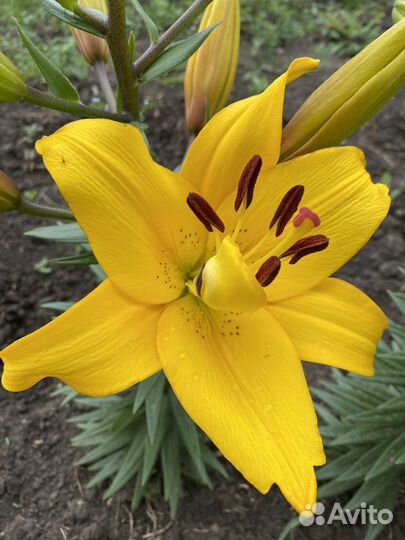 Лилия срез, луковица