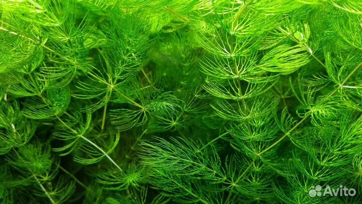 Аквариумные растения - 