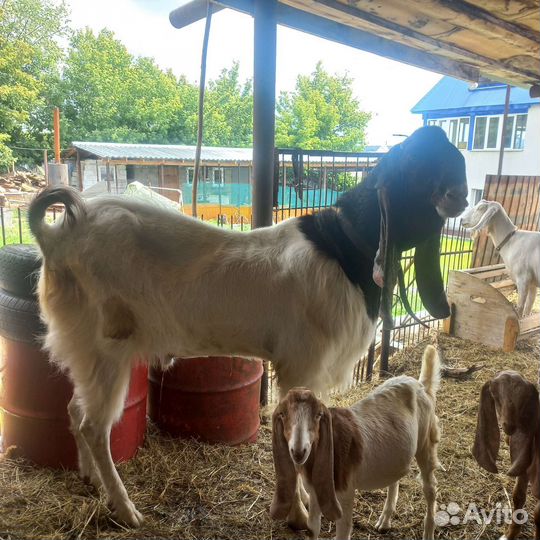 Козы камори