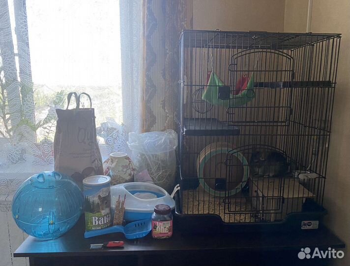 2 шиншиллы с клеткой и всеми принадлежностями