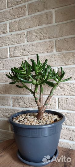 Красула толстянка Хоббит