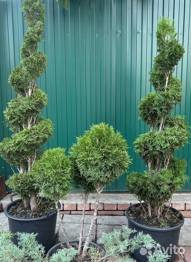 Хвойные растения