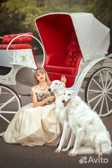 Фаэтон для лошади, карета