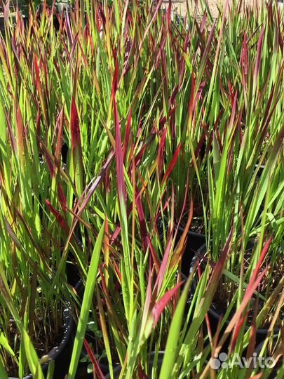 Императа С1,5