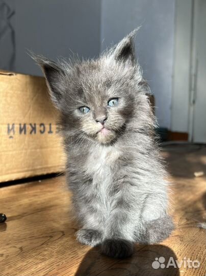 Мейн-кун котята