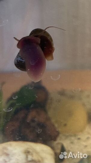 Улитки катушки и мелании