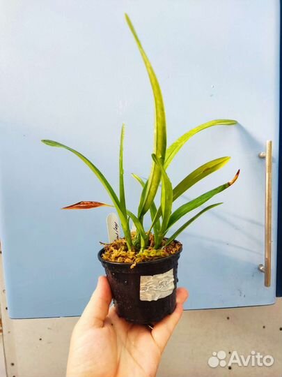 Орхидея- Encyclia Jairak Smiley