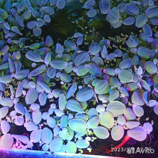 Пистия и роголистник