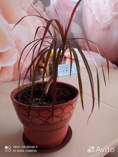 Комнатные цветы