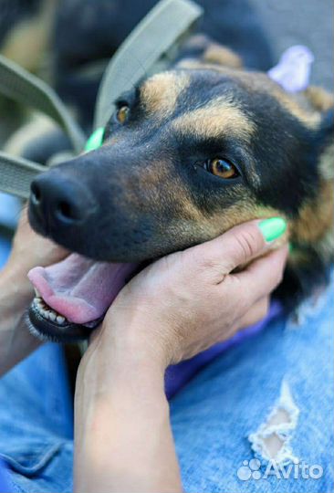 Корица - собака для семьи