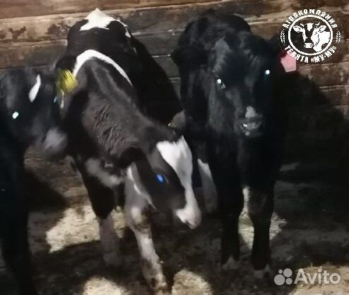 Телята бычки