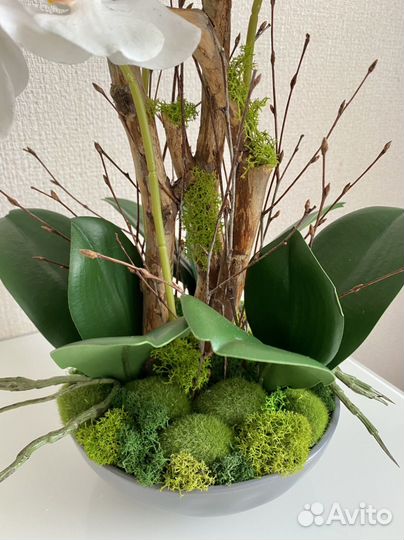 Орхидея коряги мох композиция