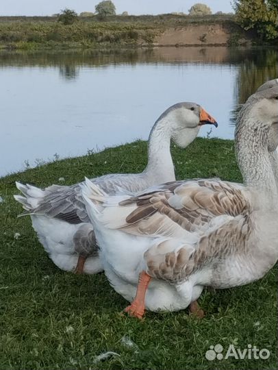 Холмогорские гуси